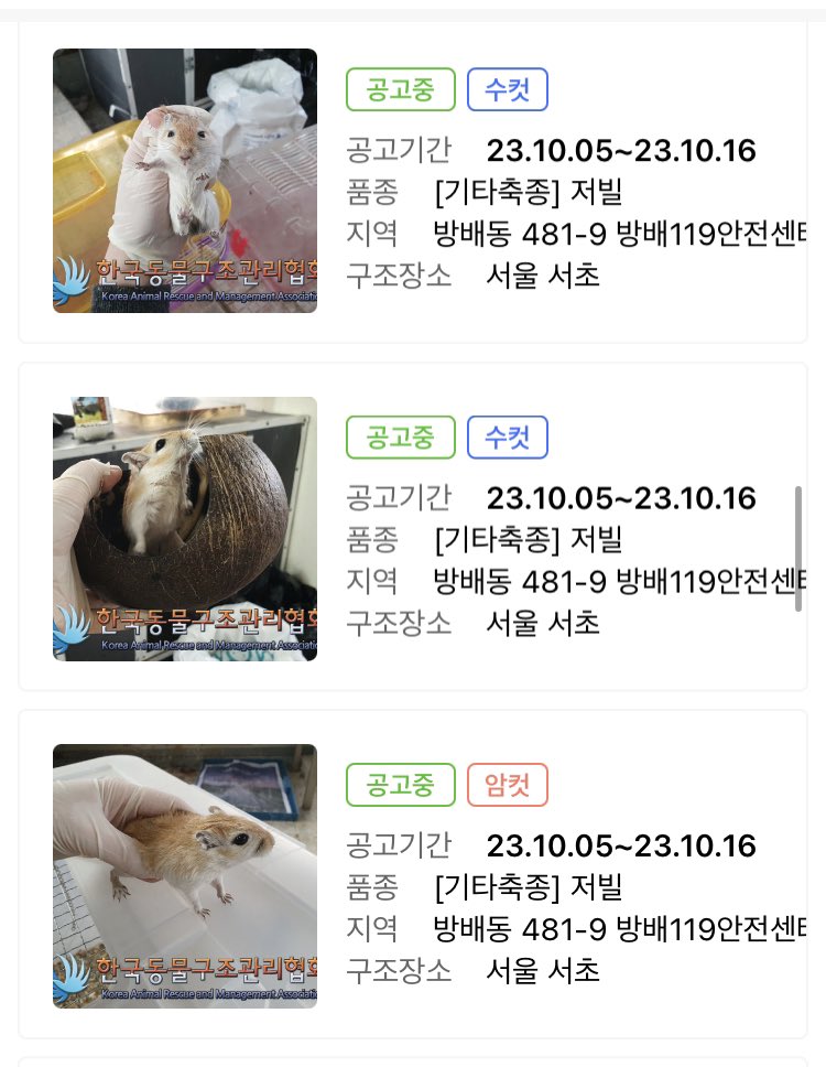 Sev1006's tweet photo. 저빌 집단유기 공고가 올라왔어요…
공고상으로 수컷 12마리 암컷 8마리 입니다.
양주 한국동구협 https://t.co/ckIcwbhsTG