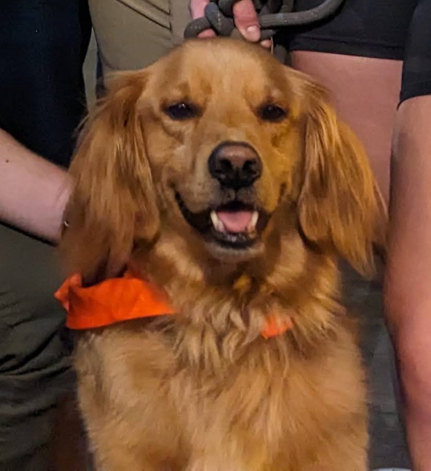 BearcatJack's tweet photo. I took a perfect picture of a dog https://t.co/GfAmenk8Ay