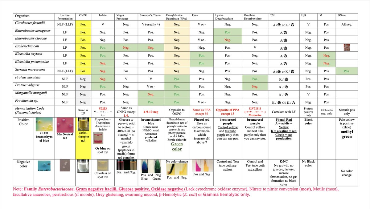 Enterobacteriaceae Biochemical Tests &amp; Results