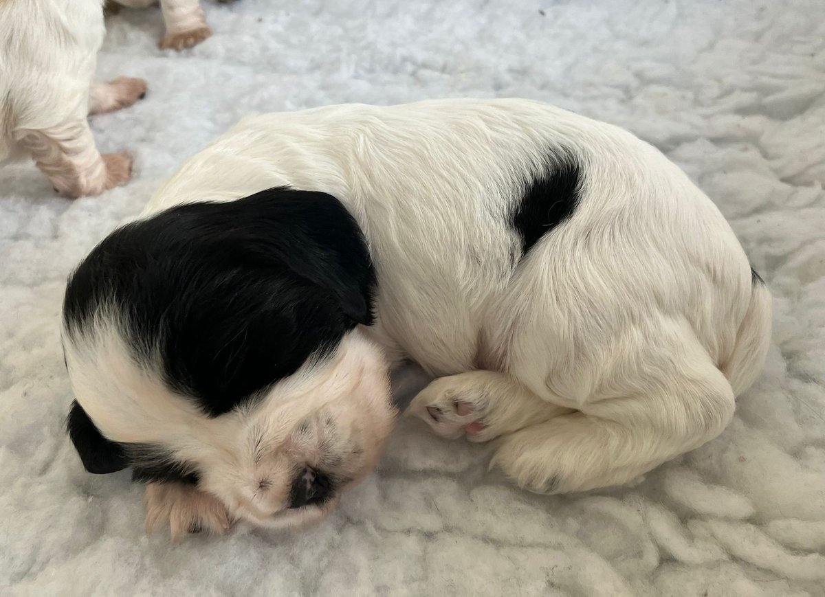 Hearing Dogs for Deaf People tweet media