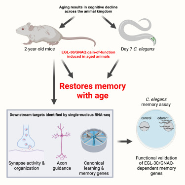 Agingdoc⭐David Barzilai🔔MD PhD MS MBA DipABLM🩺 (@agingdoc1) on Twitter photo Neuronal activation of Gαq EGL-30/GNAQ late in life rejuvenates cognition across species
<a href="/ctmurphy1/">ctmurphy1.bsky.social</a> <a href="/UCSFAging/">UCSF Bakar Aging Research Institute</a> <a href="/VilledaLab/">Villeda Lab</a>
cell.com/cell-reports/f… | <a href="/CellReports/">Cell Reports</a> Neuronal activation of Gαq EGL-30/GNAQ late in life rejuvenates cognition across species
<a href="/ctmurphy1/">ctmurphy1.bsky.social</a> <a href="/UCSFAging/">UCSF Bakar Aging Research Institute</a> <a href="/VilledaLab/">Villeda Lab</a>
cell.com/cell-reports/f… | <a href="/CellReports/">Cell Reports</a>