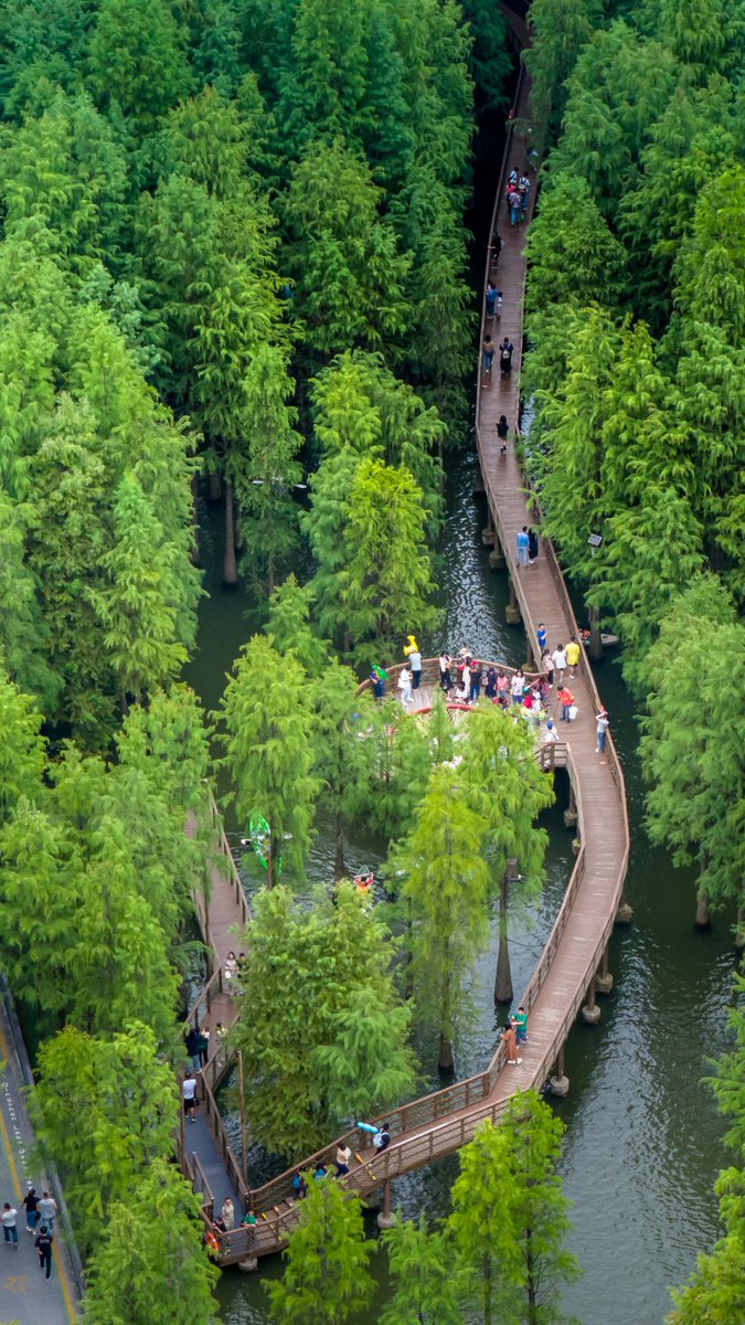 杭州青山湖水上森林公园有240种野生动物，大自然的氧吧，我就喜欢这种青山绿水的地方，全国没有比这更漂亮的水上森林了。 https://t.co/yosdroyWDI