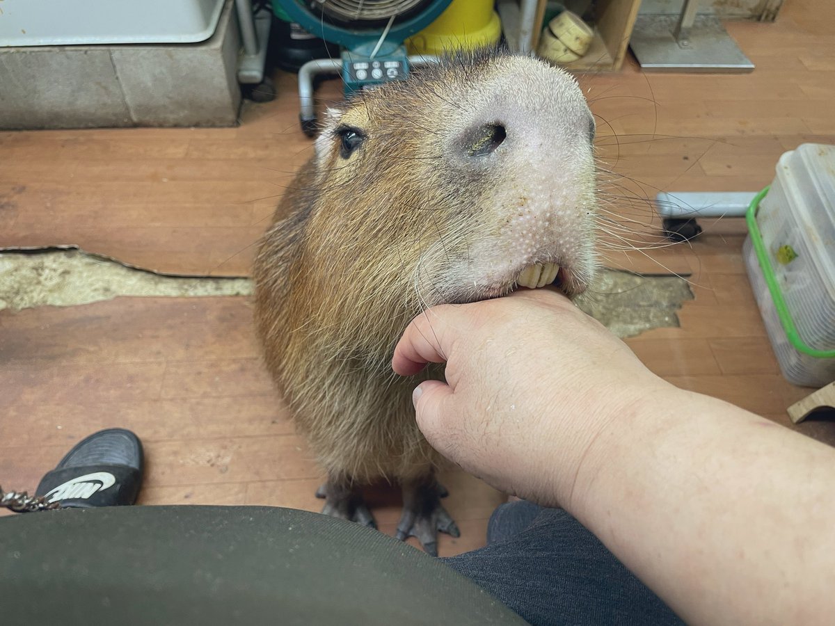 CapybaraLand's tweet photo. THURSDAY October 5, 2023 
We got 28 visitors today 😃
Current achievement rate of the number of visitors this week : 34.3 % ( Actual total number of 2 days : 48 / Target - before the Pandemic : over 140 this week )

Thank you all for coming today. We're so happy you enjoyed having fun with our adorable capybaras and guinea pigs. #capybara #カピバラ #capybaracafe #カピバラカフェ