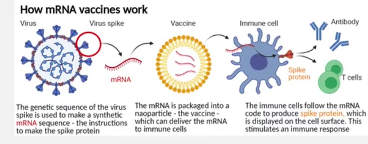 Avinash200028's tweet photo. #NobelPrize #medicine
Katalin Kariko
Drew Weissman
Develop effective #mRNA vaccine against #COVID19
Inflammatory reaction was caused when injected with mRNA vax thus to prevent this they modified mRNA chemistry
Further this tech used in #Moderna
#Pifzer #vaccines
#NobelPrize2023 https://t.co/aIahEFFRXO