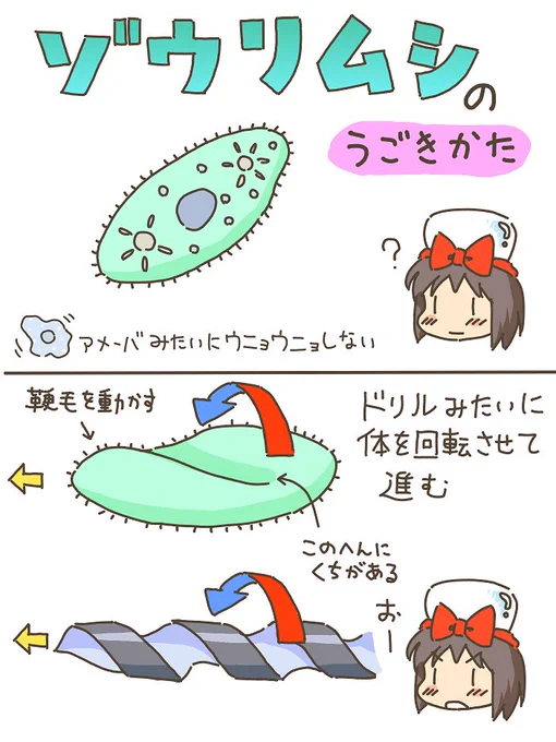 売れのこったブラウン管のおはなし。(901)

ゾウリムシ 