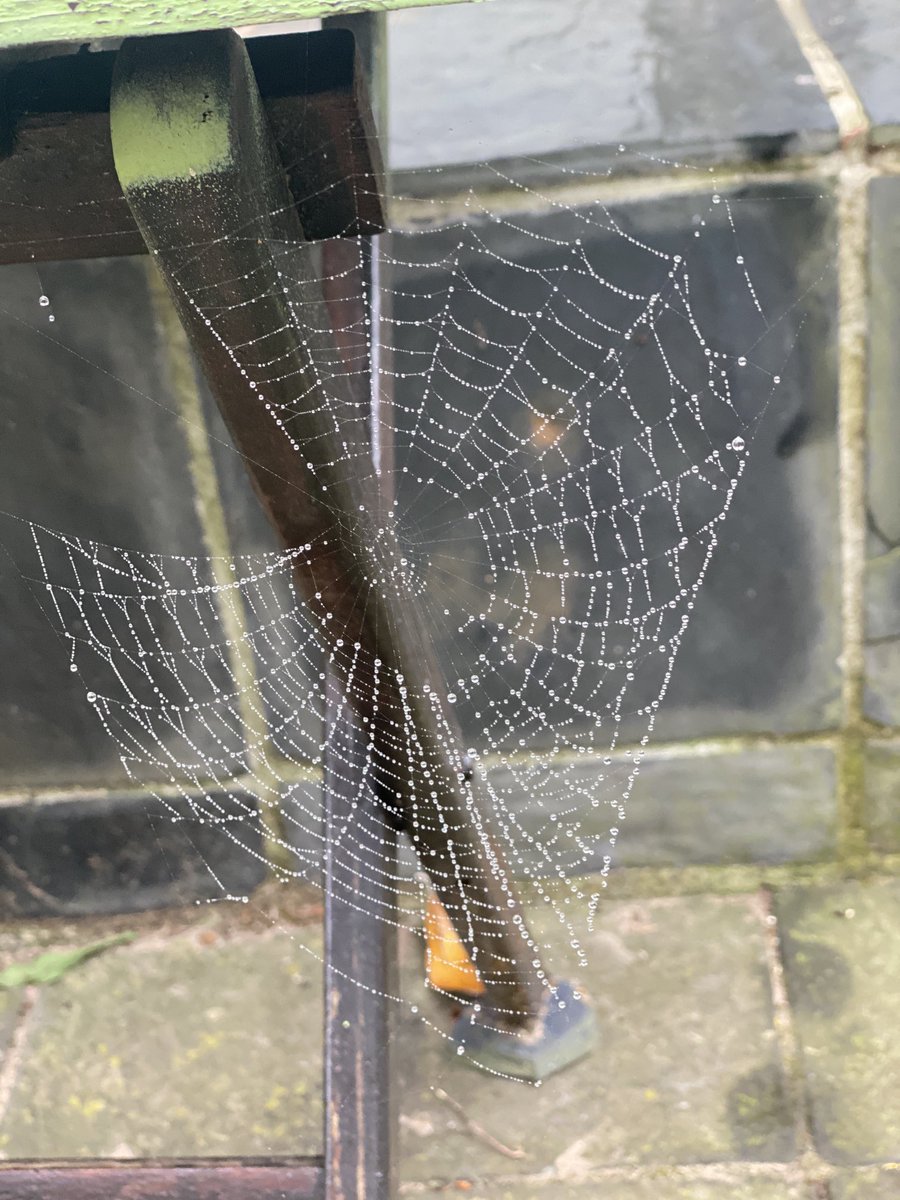 gatvolinthecity's tweet image. After the rain: #Spidersweb inquisitive #Schnaucher , #raindrops #rose