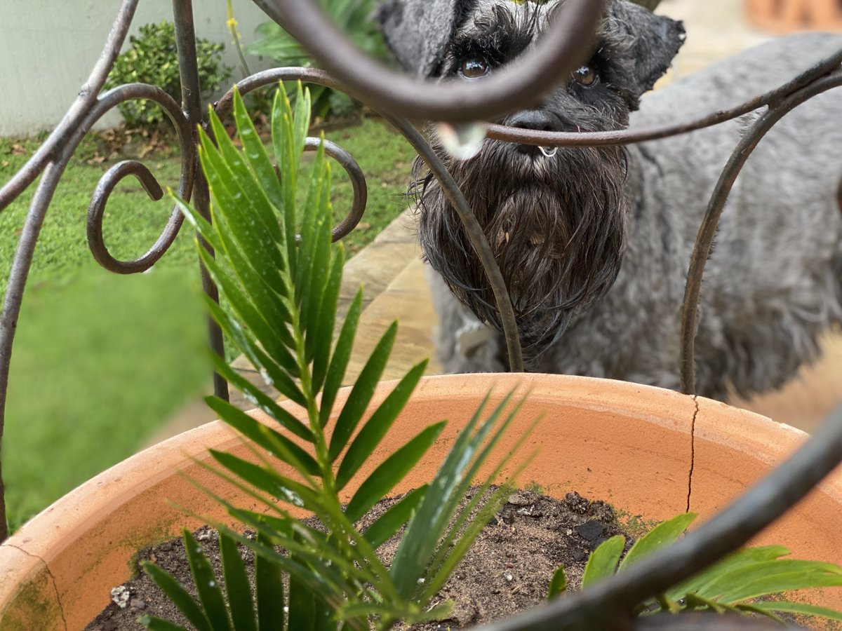 gatvolinthecity's tweet image. After the rain: #Spidersweb inquisitive #Schnaucher , #raindrops #rose