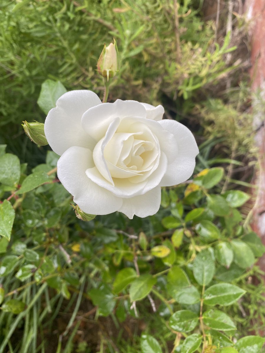 gatvolinthecity's tweet image. After the rain: #Spidersweb inquisitive #Schnaucher , #raindrops #rose