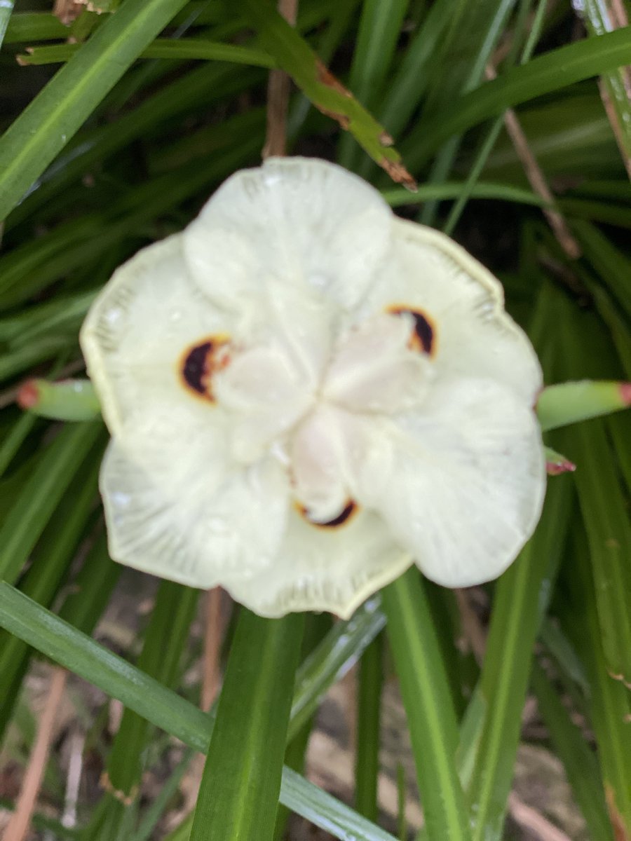 gatvolinthecity's tweet image. After the rain: #Spidersweb inquisitive #Schnaucher , #raindrops #rose