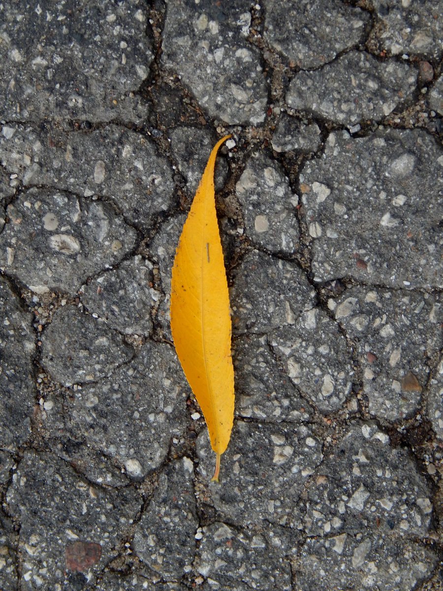 torfiak's tweet image. Jesiennie 🍁

#jesień #NaturePhotograhpy  #liśc