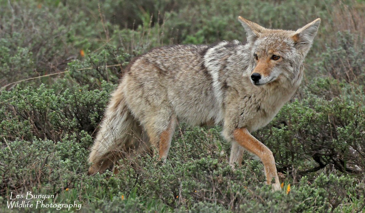 acorncarver's tweet image. It’s #WorldAnimalDay let’s see your favourites @Natures_Voice