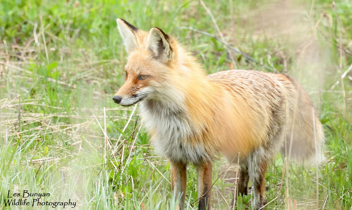 acorncarver's tweet image. It’s #WorldAnimalDay let’s see your favourites @Natures_Voice
