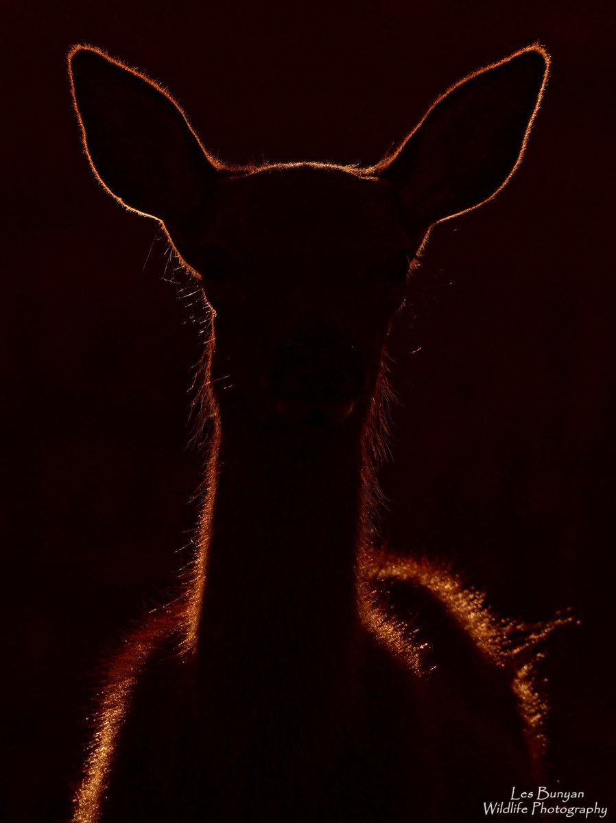 acorncarver's tweet image. It’s #WorldAnimalDay let’s see your favourites @Natures_Voice