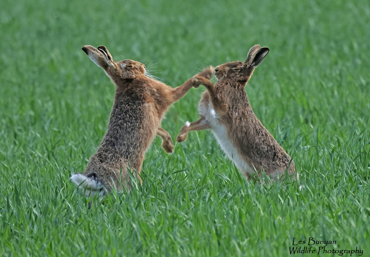 acorncarver's tweet image. It’s #WorldAnimalDay let’s see your favourites @Natures_Voice