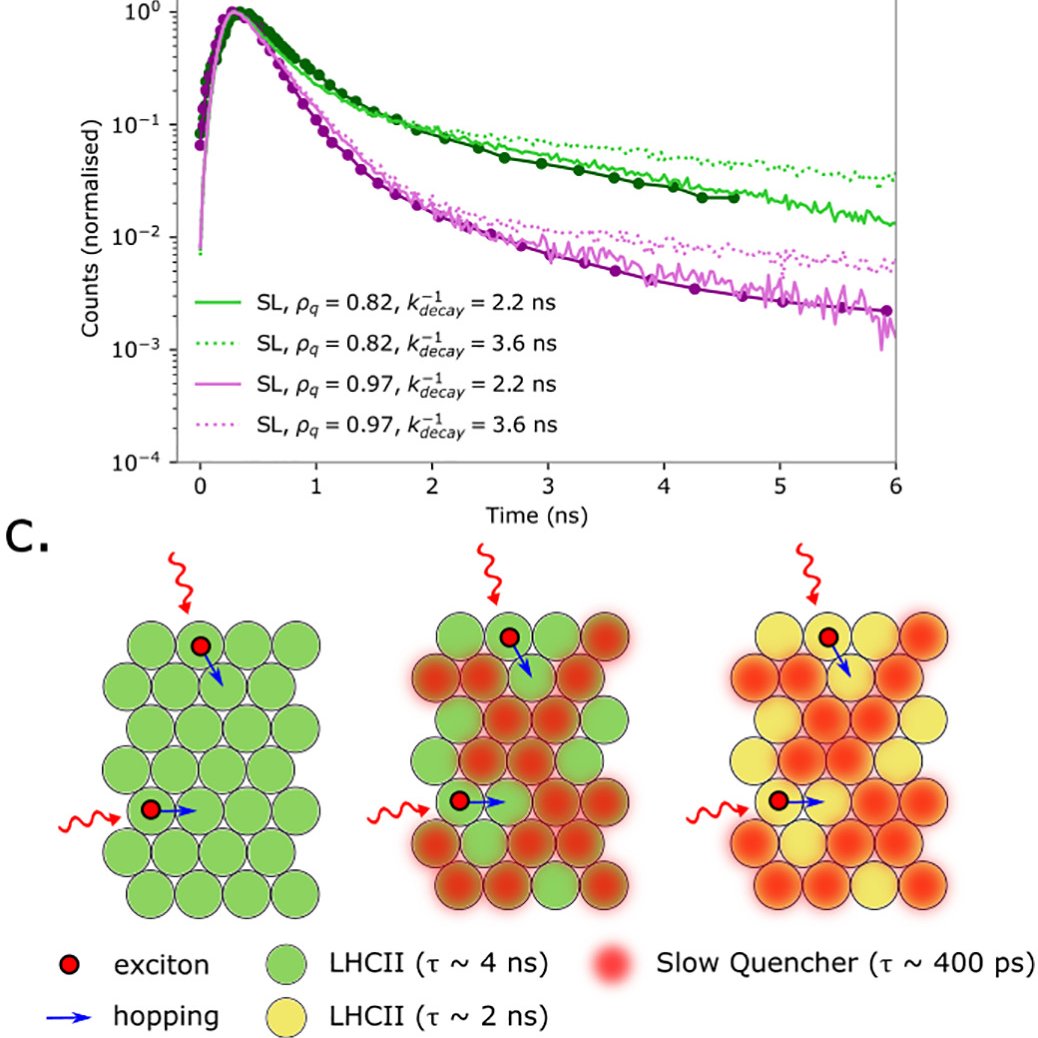 Peter Adams (@adamsbiophyslab) on Twitter photo Check out our new paper: "Unravelling the fluorescence kinetics of light-harvesting proteins with simulated measurements" in BBA Bioenergetics @BBAjournals!
doi.org/10.1016/j.bbab…
🧐
Great collab +Chris Duffy <a href="/QMUL/">Queen Mary University of London</a>! Thanks to <a href="/MNP_Leeds/">Molecular and Nanoscale Physics group</a>, <a href="/physicsleedsuni/">Physics and Astronomy at Leeds</a> and <a href="/BBSRC/">Biotechnology and Biological Sciences Research</a> for funding! Check out our new paper: "Unravelling the fluorescence kinetics of light-harvesting proteins with simulated measurements" in BBA Bioenergetics @BBAjournals!
doi.org/10.1016/j.bbab…
🧐
Great collab +Chris Duffy <a href="/QMUL/">Queen Mary University of London</a>! Thanks to <a href="/MNP_Leeds/">Molecular and Nanoscale Physics group</a>, <a href="/physicsleedsuni/">Physics and Astronomy at Leeds</a> and <a href="/BBSRC/">Biotechnology and Biological Sciences Research</a> for funding!