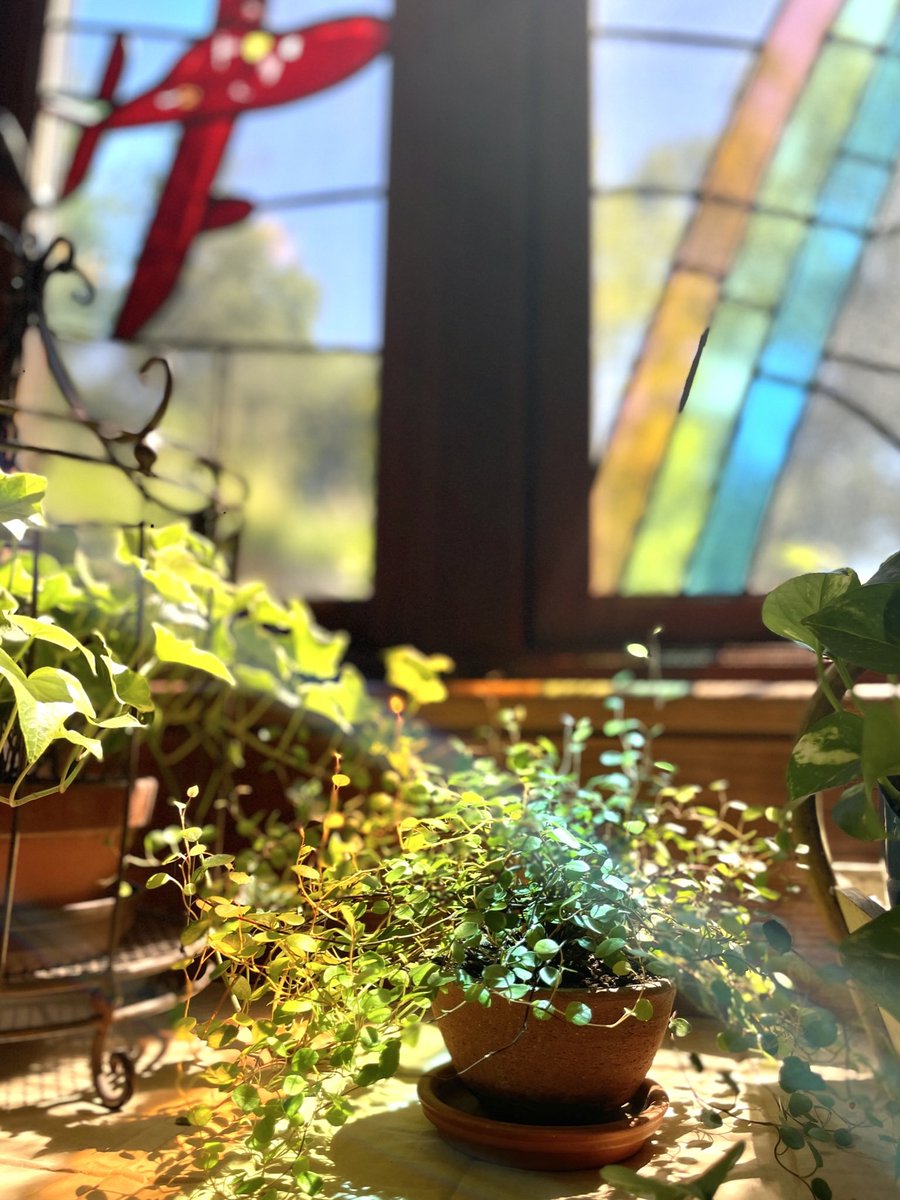 日光浴させていた植物が、虹色になっていました。