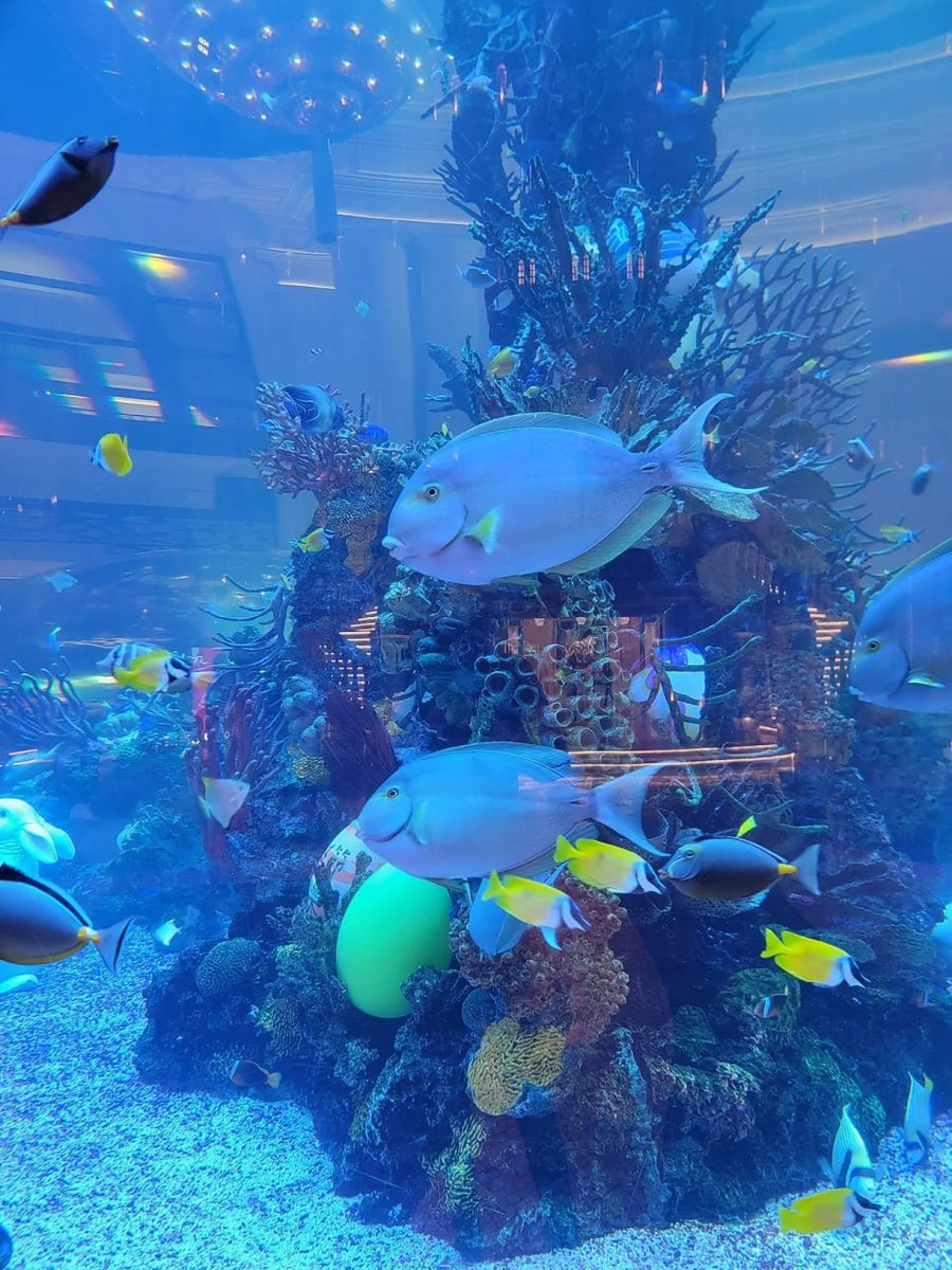 FrAdaCOMATE's tweet image. Good morning beautiful fish