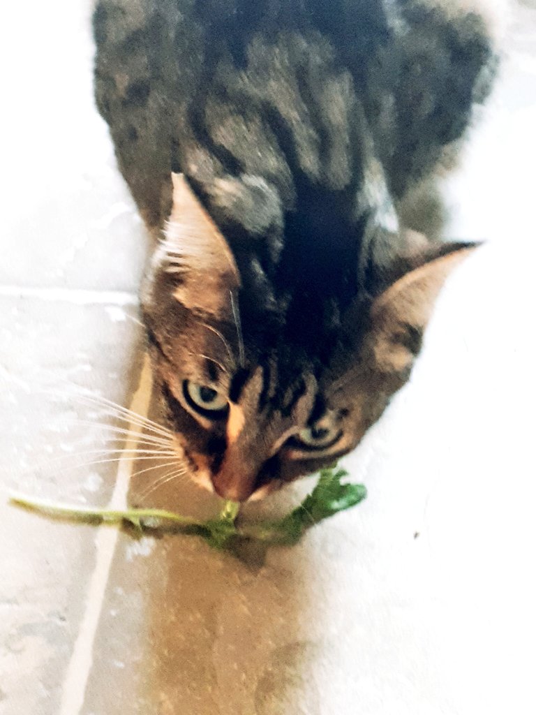 Nuffin like a little nibble of rocket to freshen da breath.   How many of yoo kitties like salad greens? 
💖💖💖😽

#CatsOfTwitter #CatsOfX #TabbyTroop #thursdayvibes