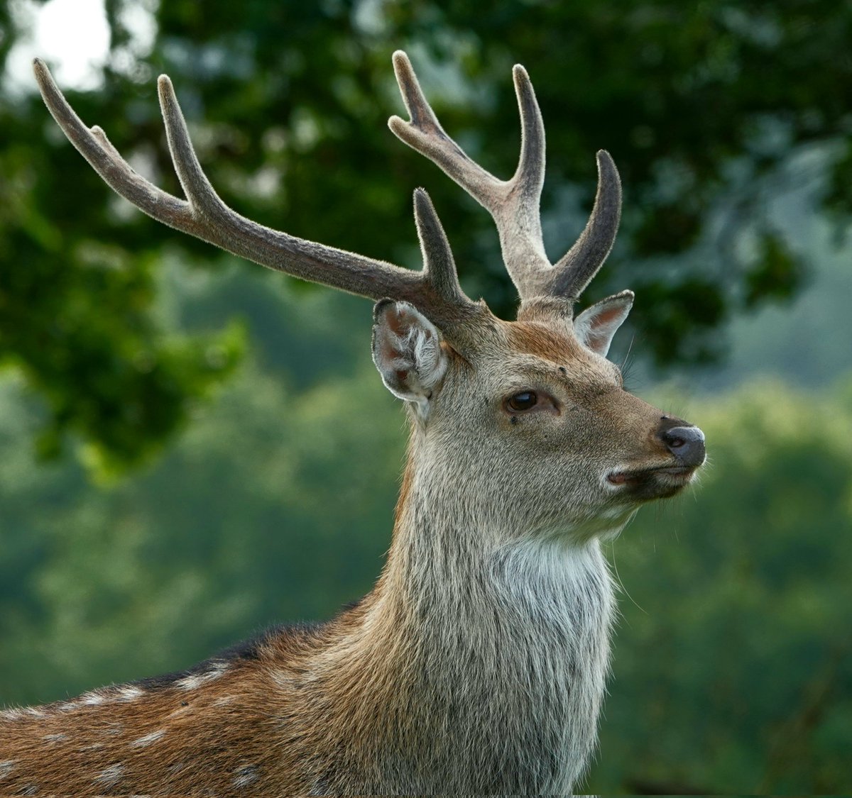 AdeysAlthorp's tweet photo. Sika stag (cervus nippon) photographed this morning in Althorp park. A fully grown sika stag normally has an eight pointed antler head (4 + 4).
Conservation@althorp.com #Spencerestates #Althorpestates https://t.co/hlvZtAuabX