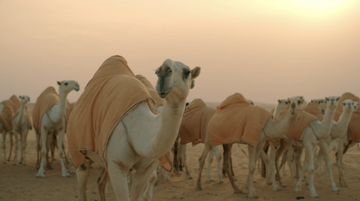 Are you ready to see how <a href="/saffwomzz/">Saff W Omzz</a> will elevate the game ? 
#مهرجان_الملك_عبدالعزيز_للإبل8