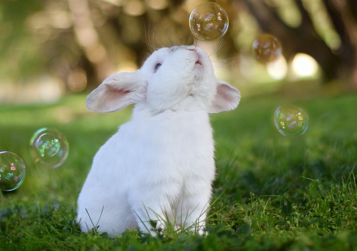 RabbitEveryHour's tweet photo. https://t.co/kP3mCwlkvi