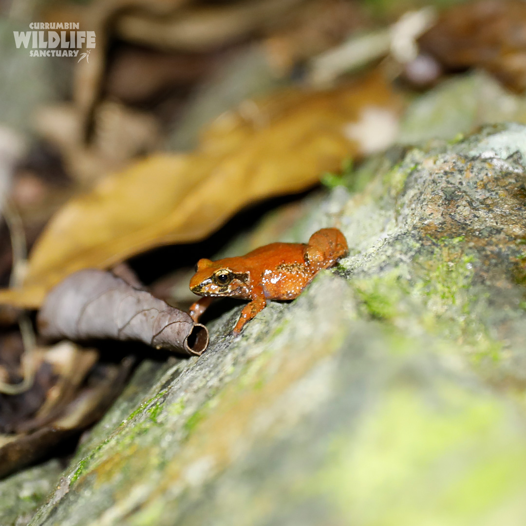 Currumbin Wildlife Sanctuary tweet media