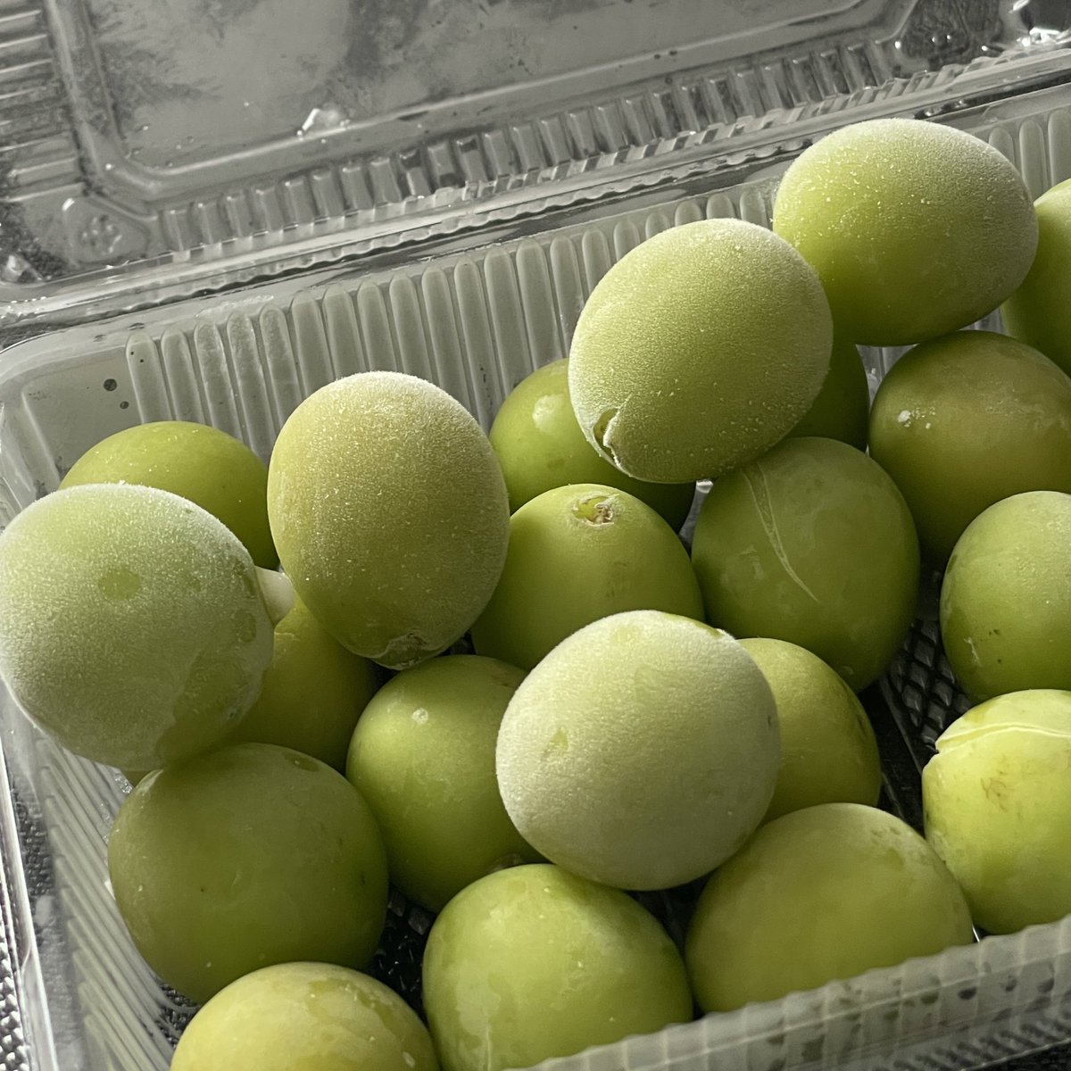 เคยเห็นทวิตที่บอกให้เอาองุ่นไซมัสคัสไปแช่ฟรีซแล้วกิน วันนี้ลองทำตามแล้วค้นพบว่าอร่อยชิบหาย เหมือนกินเยลลี่ ขอบคุณทวิตนั้นมาก