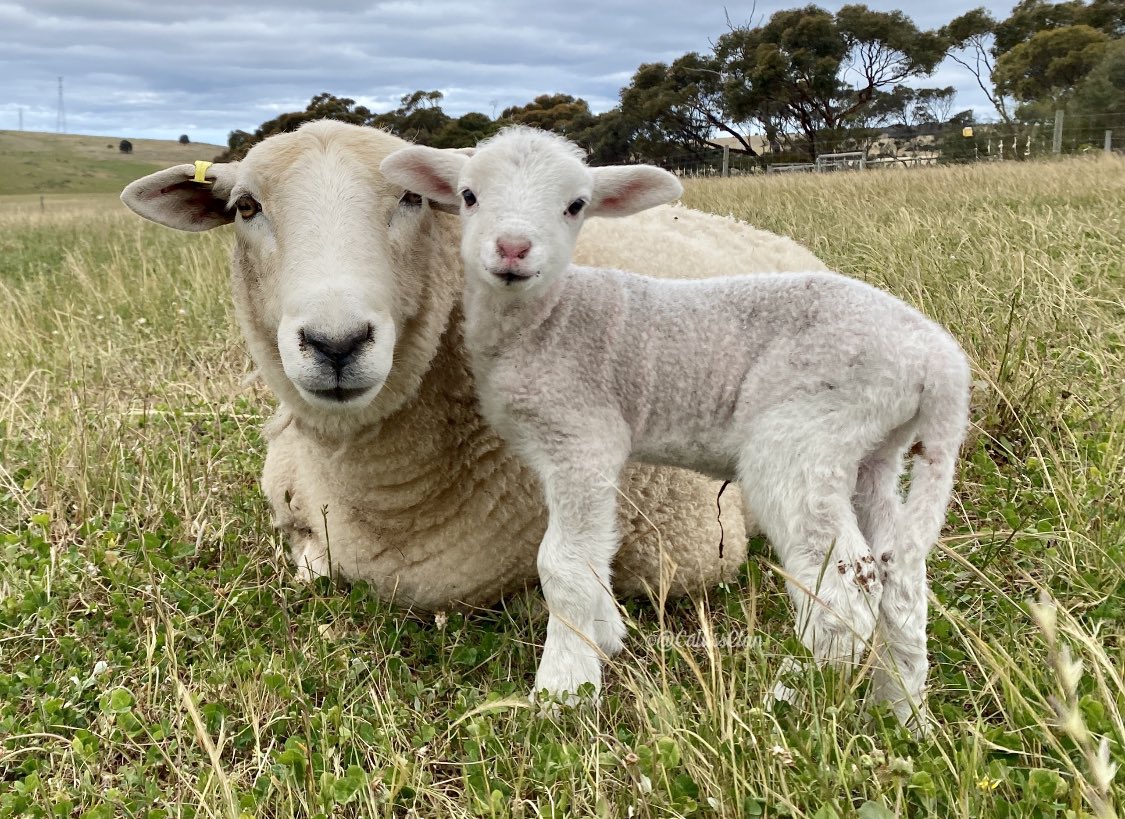 CallissClan's tweet photo. Have you ever seen a more photogenic pair than #June & #Jim?
#JimSpam #JimBug #Lambies2023 https://t.co/v7Z1KHzggB