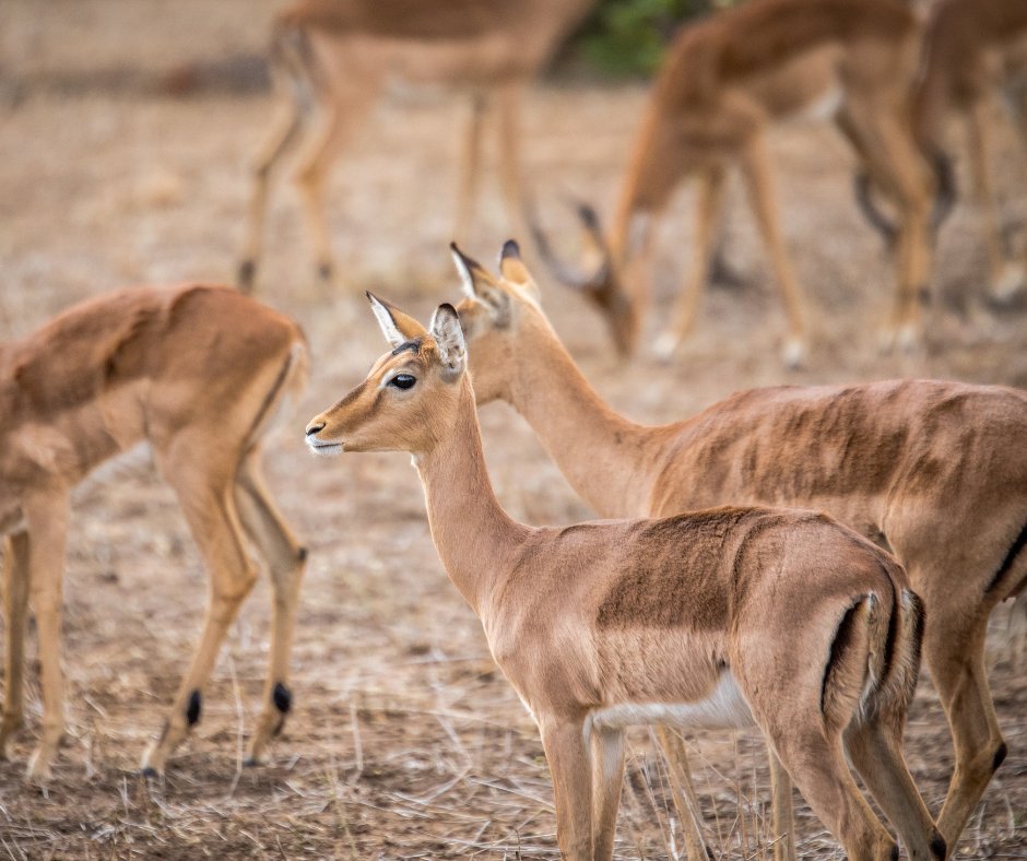 shepherdstreegl's tweet photo. The beauty of the plains game is anything but ordinary! These animals are commonly spotted on safaris; no matter how frequently you encounter them, their sight remains genuinely captivating. 

In the comments below, we would love to know your favourite plains game. https://t.co/nZWe3oDJMJ