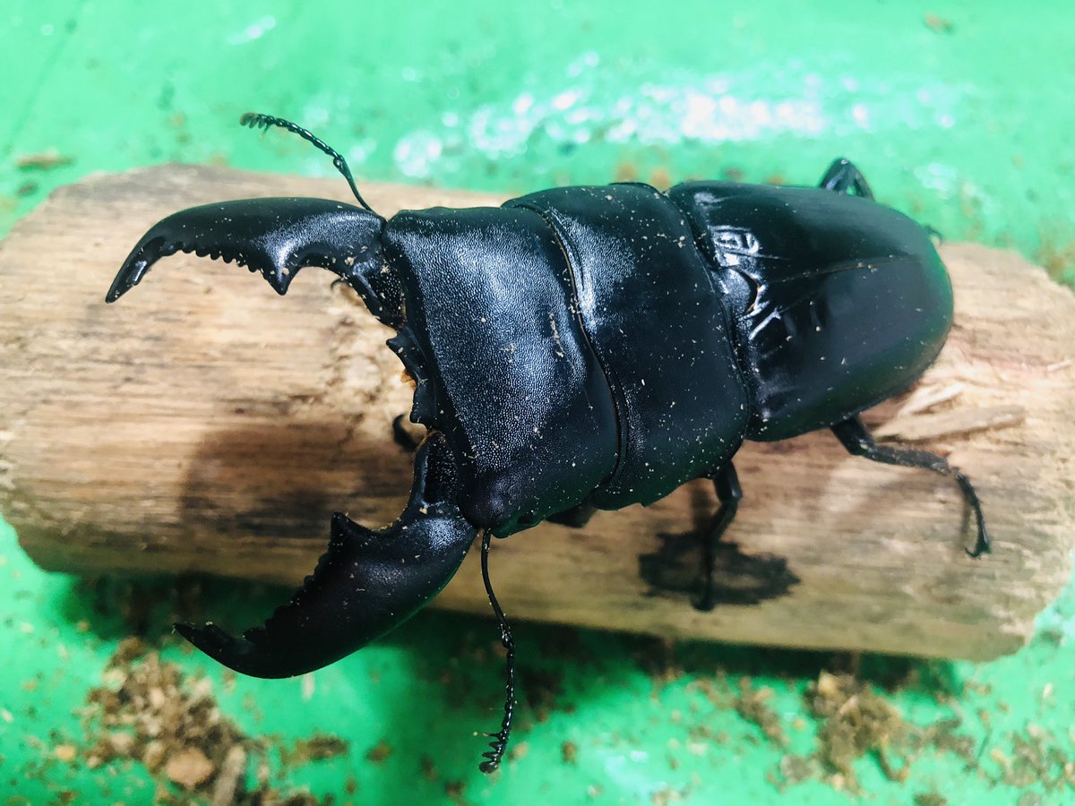 仕事の合間にクワガタたちのお世話！
バッタバタです w www