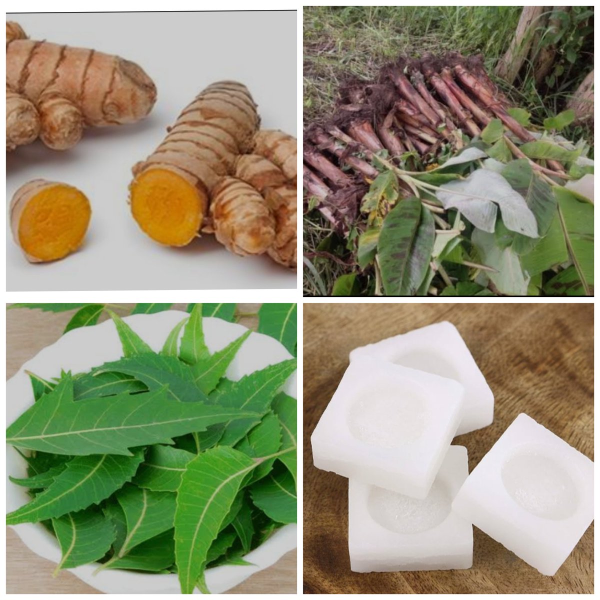 EFFECTIVE REMEDY FOR SYPHILIS

Rinse a large piece of plantain root, Curicumin &amp; Neem leaves pound  them in a mortar to extract the juice then filter with a clean white cloth. Add a piece of camphor in it 
Take two tablespoon of this juice 3times a day (morning, afternoon &amp; night