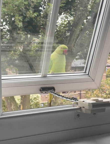 HaseltineYear4's tweet photo. A welcomed visitor... #perkyparakeet #keepinganeye #excitementwashigh https://t.co/yLDSNeXAWQ