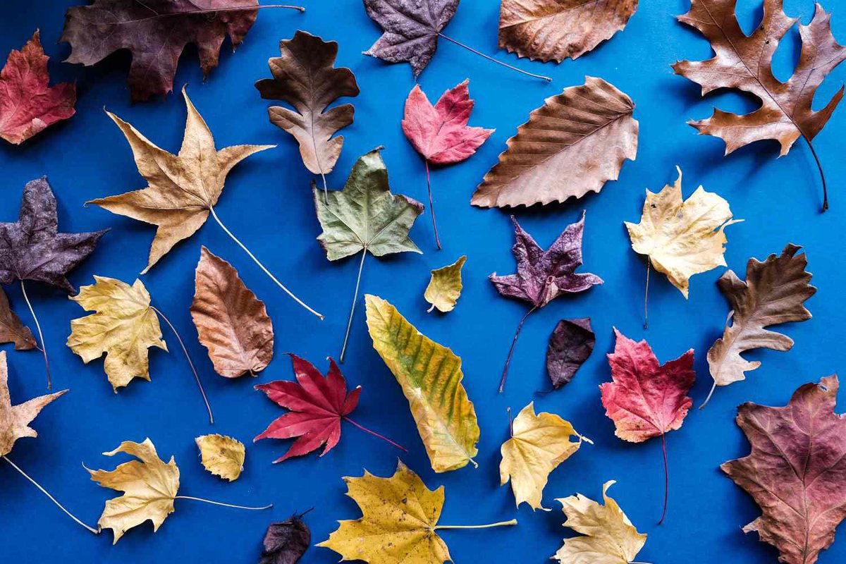 PlasnewyddPS's tweet photo. Creating our own dye using natural resources #leafbashing @CSC_FoundLearn https://t.co/DYjsimK6vo