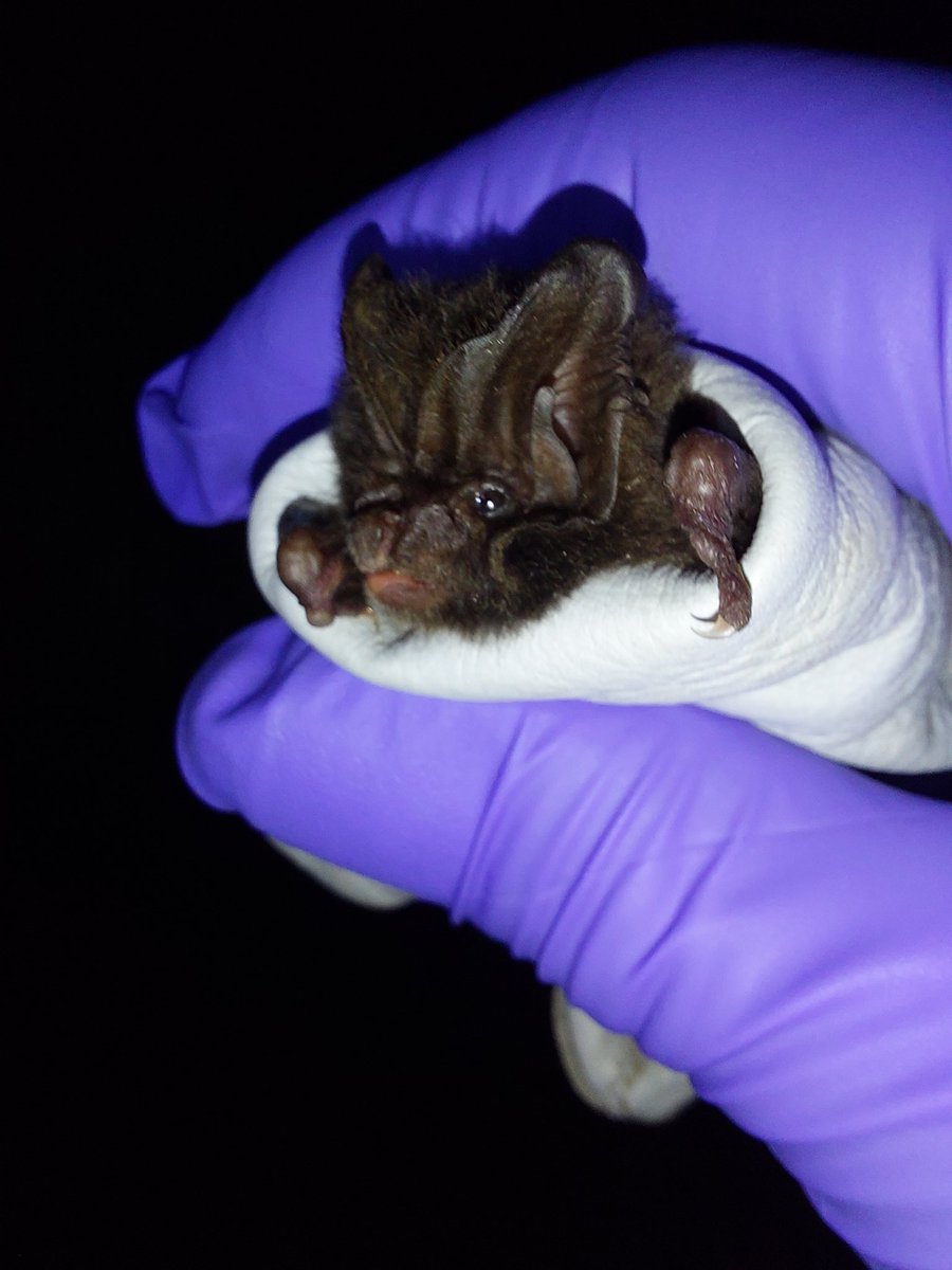 How do you find a needle in a haystack? Or a very rare bat in woodlands? Our new paper, shows how to use #CitizenScience accoustic surveys to focus search for barbastelle maternity roosts. protect-eu.mimecast.com/s/KuVcCA19wUAG… @kezomalley @vincentwildlife #bats #conservation 🦇🦇