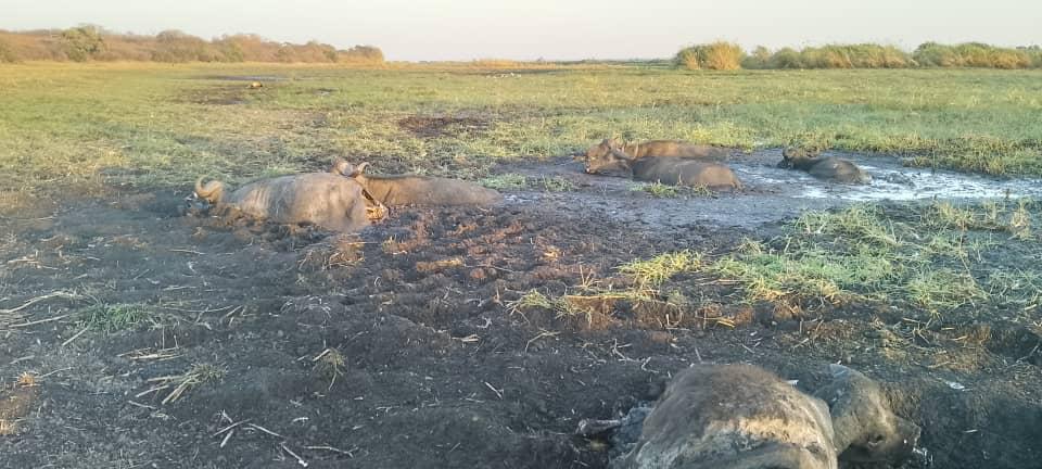 More than 12 buffaloes were trapped in the mud in Katombora, Hwange, Madhaka area. 8 are already dead and 4 are still alive. @Zimparks is trying to get a tractor to rescue the remaining 4.