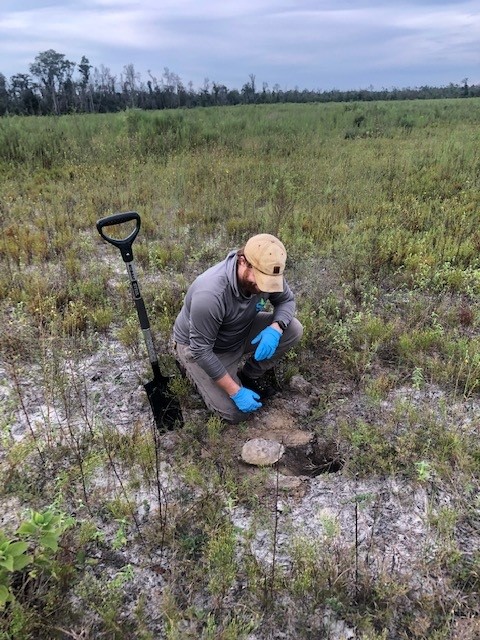 SSEnviroCons's tweet photo. #GopherTortoise #RecipientSite  The Harthill Tract Long-Term Gopher Tortoise (GT) Recipient site is open and receiving GTs. We are transferring and relocating GTs to their "forever home" before the end of the season. https://t.co/aIGwiMRTgd