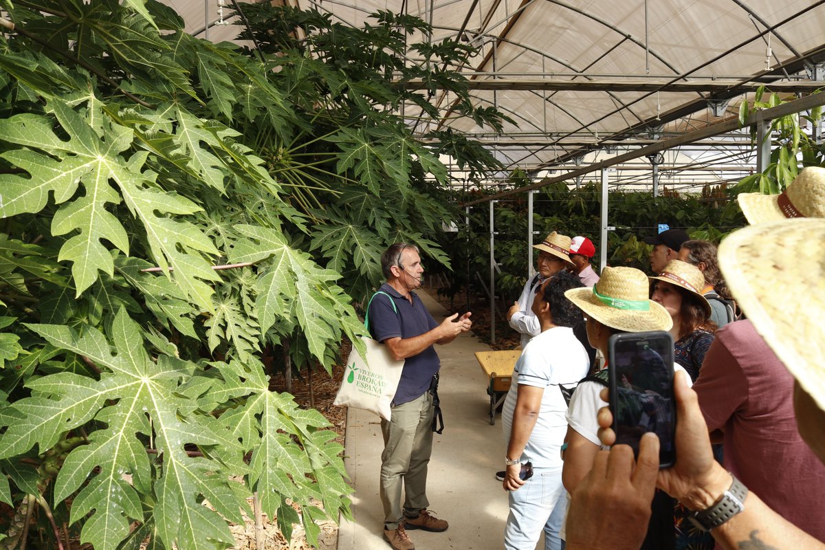 XIII International Mango Symposium tweet media