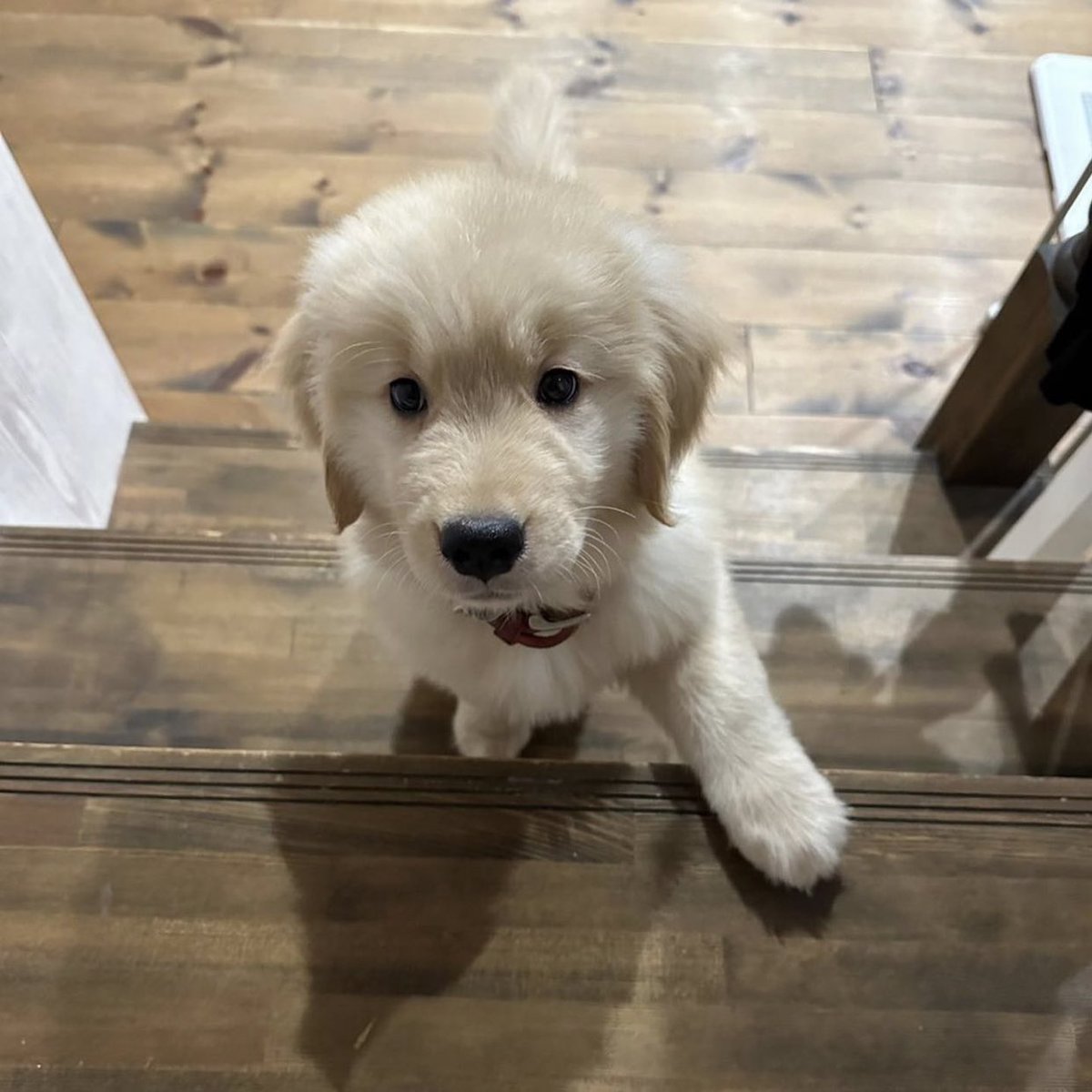 takemybear 🐶 tweet media
