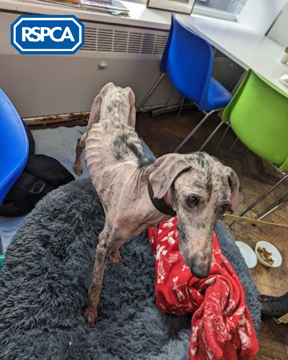 Please retweet, Politicians are letting animals down – you can help stop them.
  'The UK Government has dropped 15 of its policy pledges that promised to protect animals. We can't risk the pain, mistreatment and cruelty animals will face because of these broken promises' RSPCA .