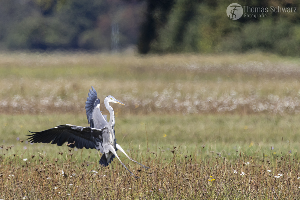 landing grey heron ...

#wildlife #graureiher #greyheron #inthefield #canon #inflight #canonphotography #vogelfotografie_deutschland #canondeutschland #nature #sigma #photography #bokeh #karlsruhe #thomasschwarzfotografie