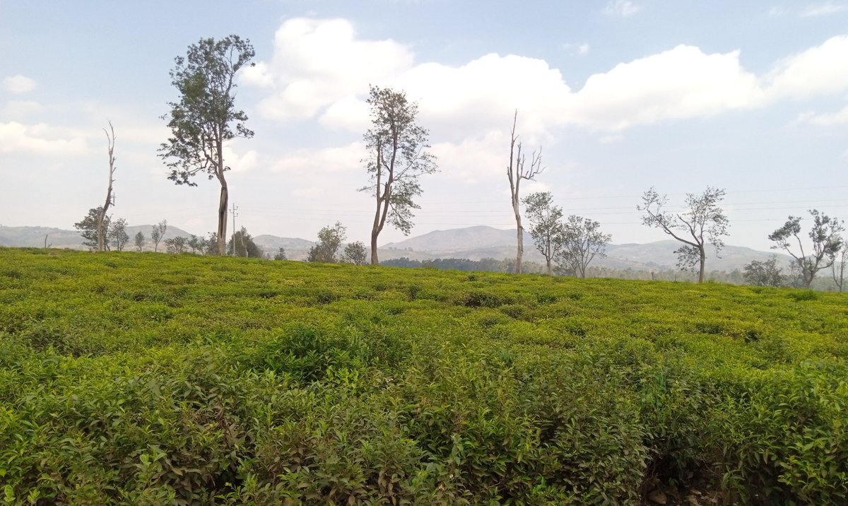 EmileMaheshe's tweet photo. Visite #Plantat°_Irabata (2500 ha) #Sud-Kivu #RDCongo.
Récolte à main ds feuilles jeunes & tendres qi 1e fois traitées avk soin pr préservé leur arômes & saveurs unique, ça donne 1 ds thés ls plus fins & d haute qualité dla région. @teaboardofindia @the_burundi @ChambagriFrance https://t.co/hkDPbhI9fF