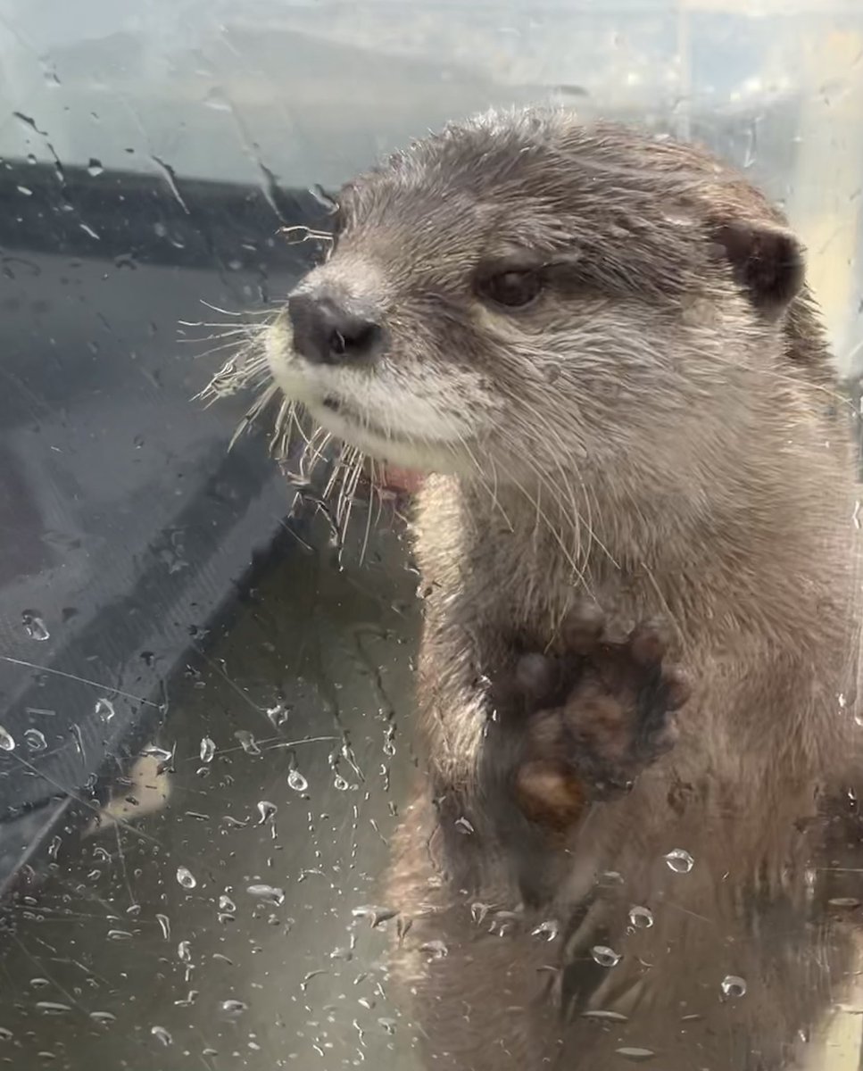 harry_terrace's tweet photo. 今日も美しいキララちゃん✨✨

「皆あたちに会いに来てね💓」

#otter #カワウソ #カワウソカフェ https://t.co/J2ecR5eyvT