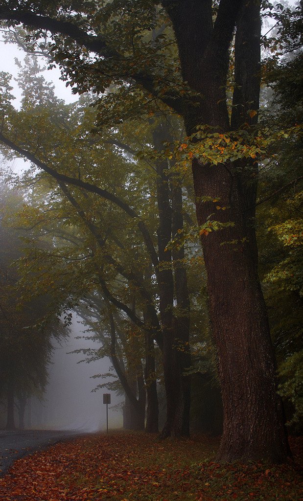 haze.