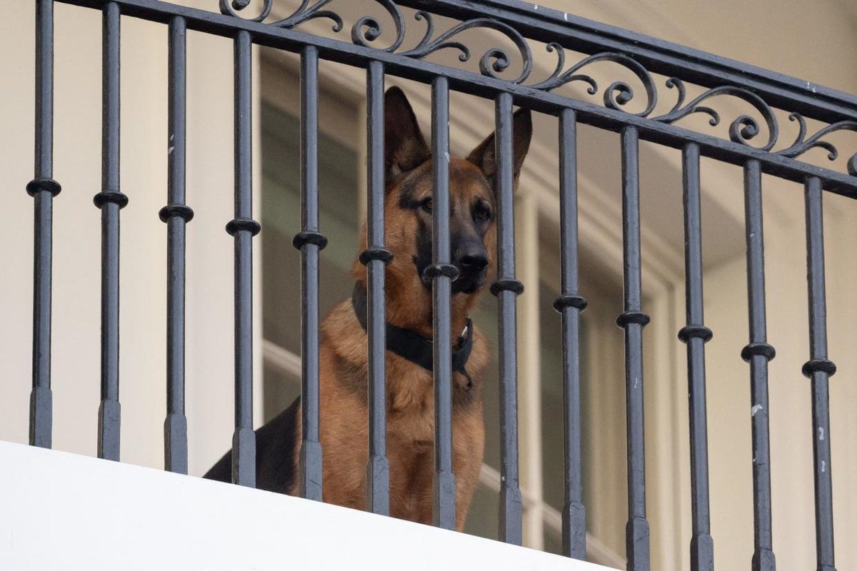 Biden's dog removed from White House after several documented attacks: President Biden's German shepherd is no longer at the White House in the wake of multiple documented reports of aggressive behavior against Secret Service staff members. - Poor Commander. It wasn't your fault