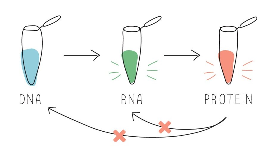 The Central Dogma. Protein structure. Antibiotic resistance. @biobitsproject makes it easy for students to explore tricky concepts in an accessible, hands-on way - but which lab is right for your students? We break it down on our blog: minipcr.com/visualize-esse…