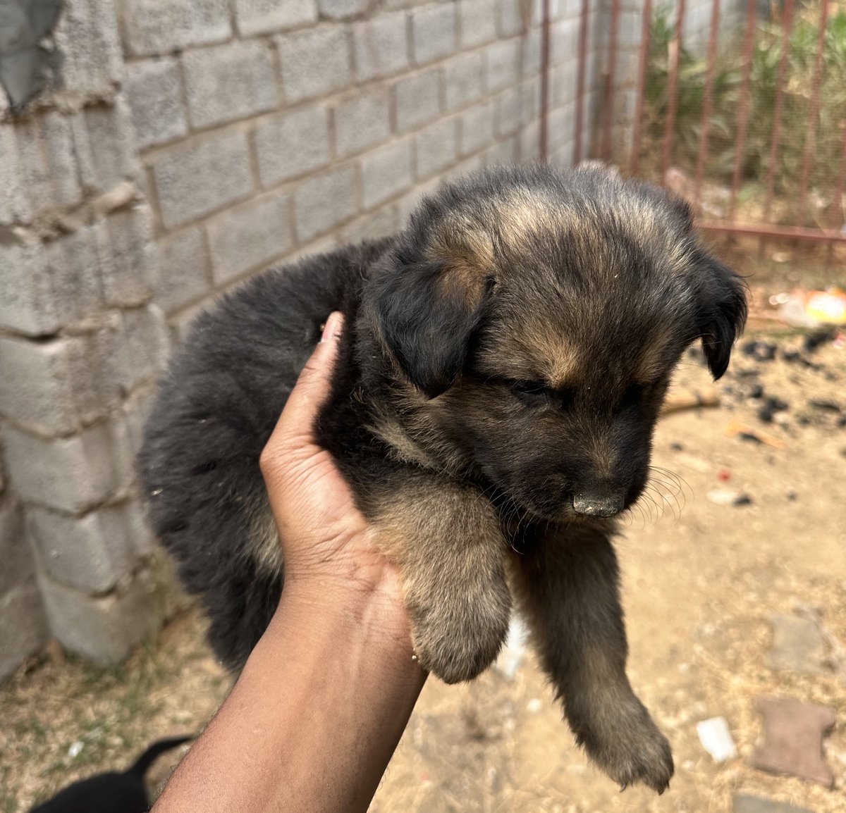 German Shepherd puppies.( 8 weeks)

K3000
+260975617673