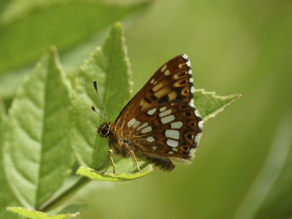 Love the bold markings of the Duke of Burgundy butterfly, one of 5 species that's the focus of our #speciesrecoveryprogramme Chalk Species Revival project. Habitats will be improved by planting cowslips as foodplants wiltshirechalk.org.uk/chalk-species-…
📸National Trust Images/Matthew Oates