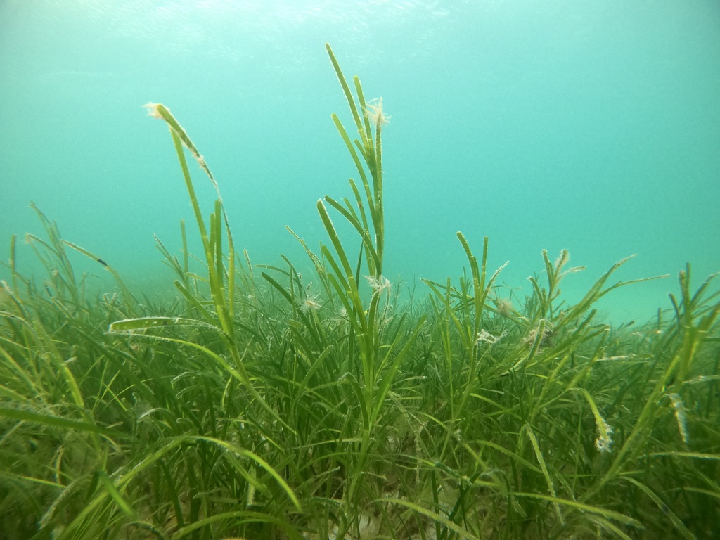 At @ProjectSeagrass we're looking for a Senior Conservation Officer who will work with a broad range of stakeholders in Scotland, empowering partner organisations to deliver integrated programmes of #seagrass conservation and restoration 👇🏼 projectseagrass.org/wp-content/upl… Please RT.