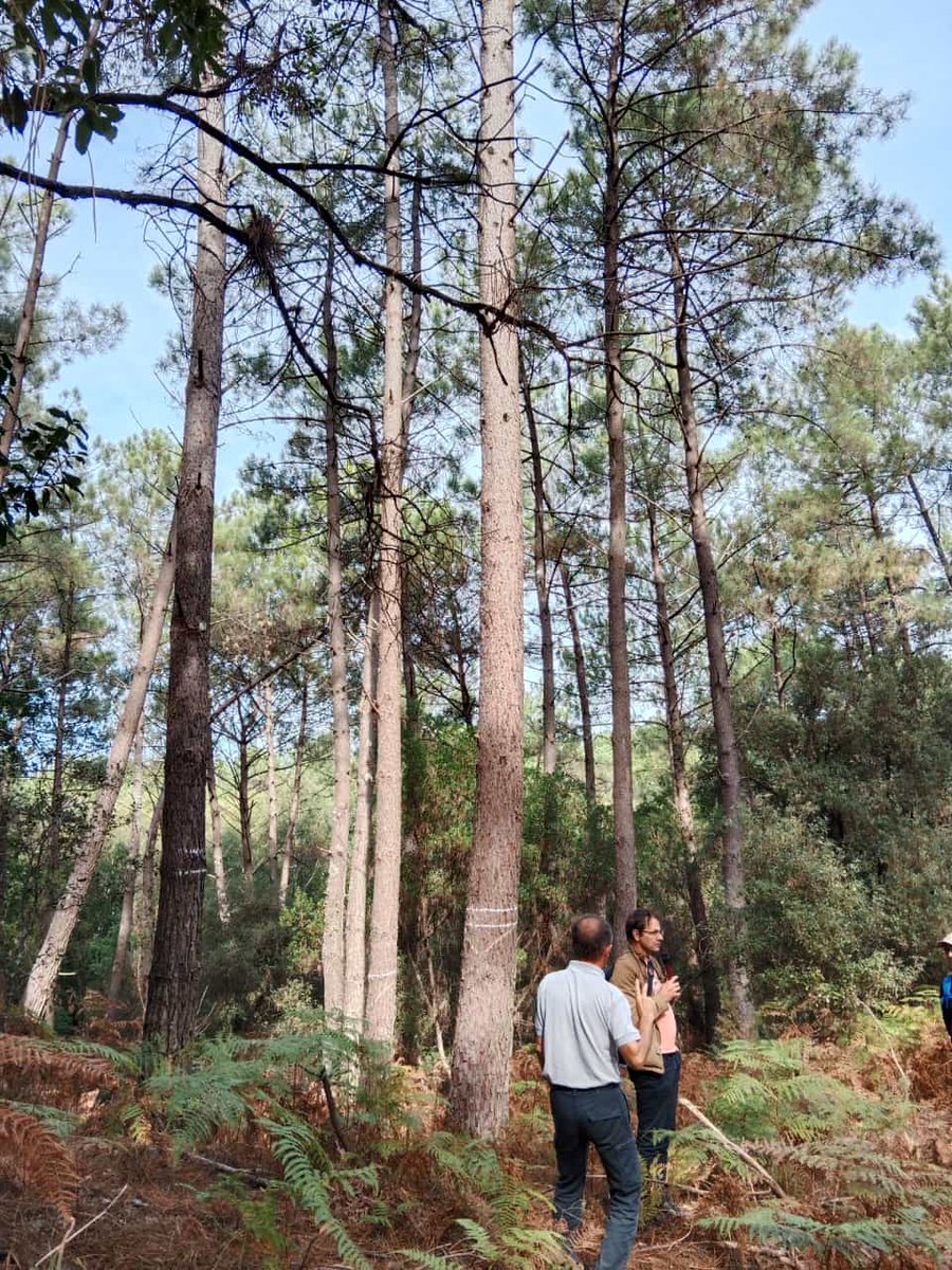 CeamFundacion's tweet photo. @LlunaMorcillo @avilagrosa @CeamFundacion at the 4⃣meeting #WP5 @ClimbForest @HorizonEU project #Bordeaux 🇫🇷
We visited the Etang de Cousseau Natural Reserve 👉a forest with high ecological and recreational value, with management focused on conservation and multifunctionality https://t.co/qG4gTB5Y7n