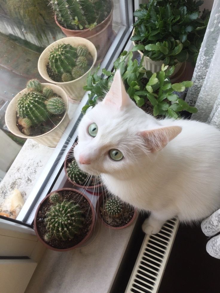 xwelovecatsx's tweet photo. Green eyes https://t.co/uiArcd499U